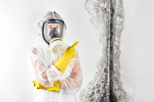 Why You Should Choose Our Mold Remediation Services in Bloomingdale, TN